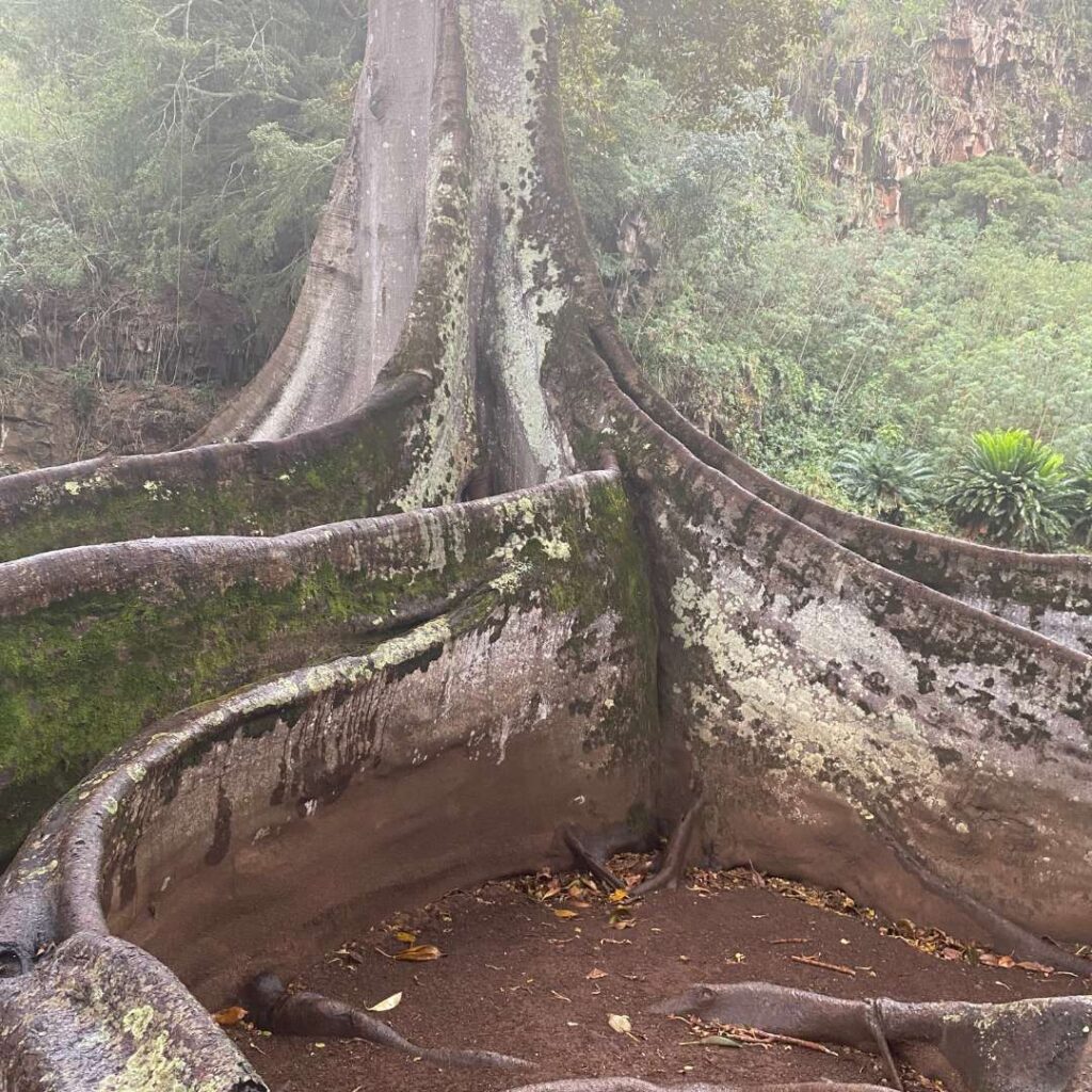 Curvy trunks of a large tree