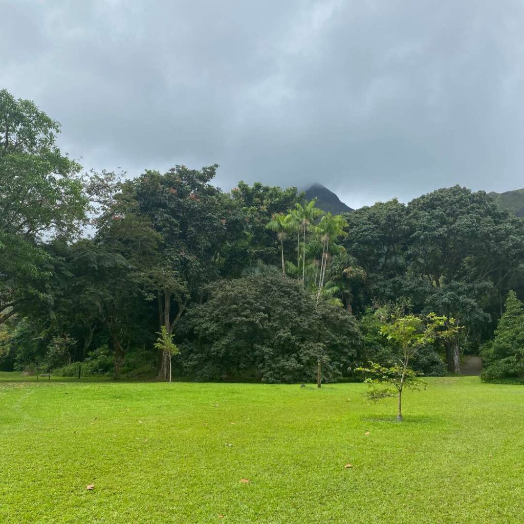 A lush bright green yard with tropical trees in the background and cloudy skies
