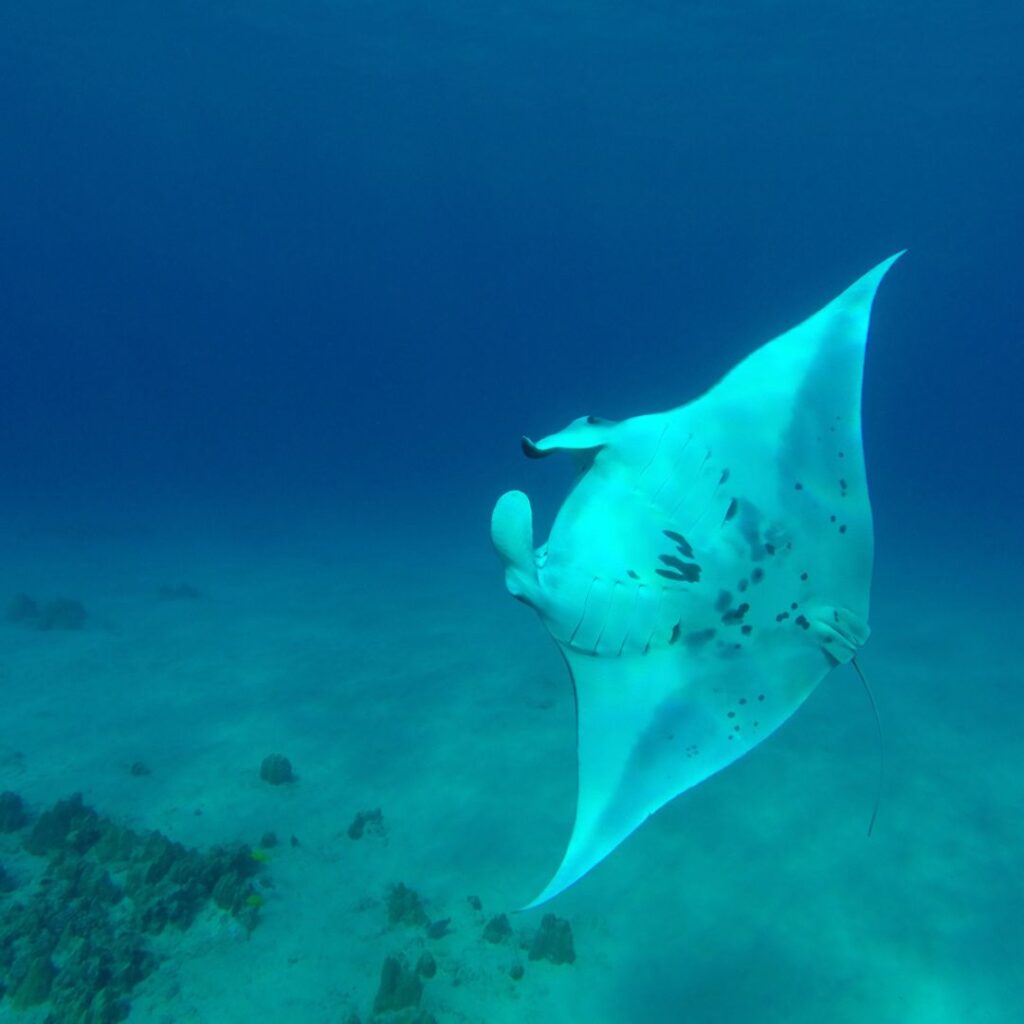 A manta ray swimming in the water