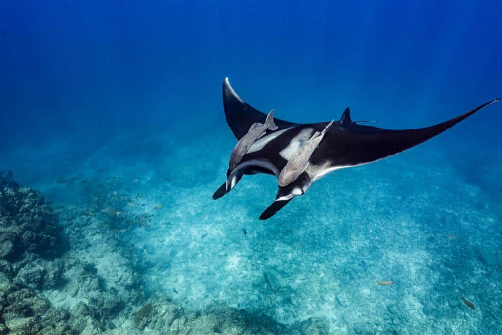 A large manta ray in clear ocean water