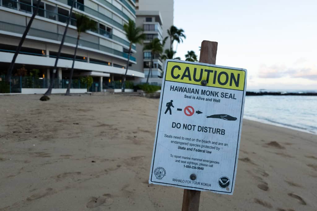 A caution sign in front of a Hawaiian Monk Seal on Kaimana Beach