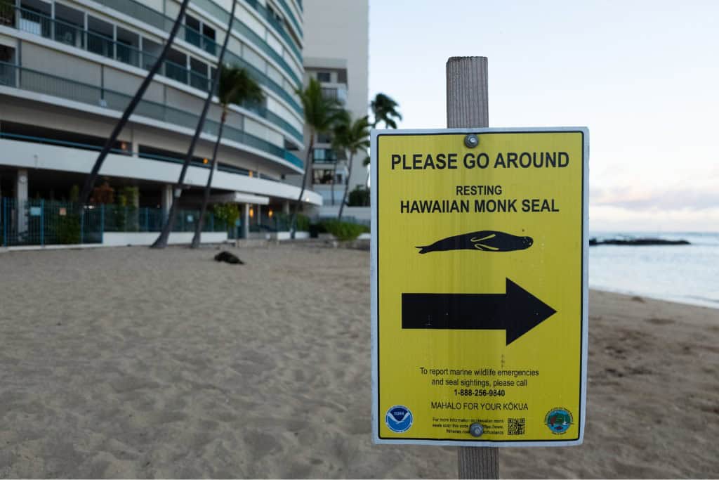 A sign saying please do not approach a Hawaiian Monk Seal in front of Kaimana Beach Hotel