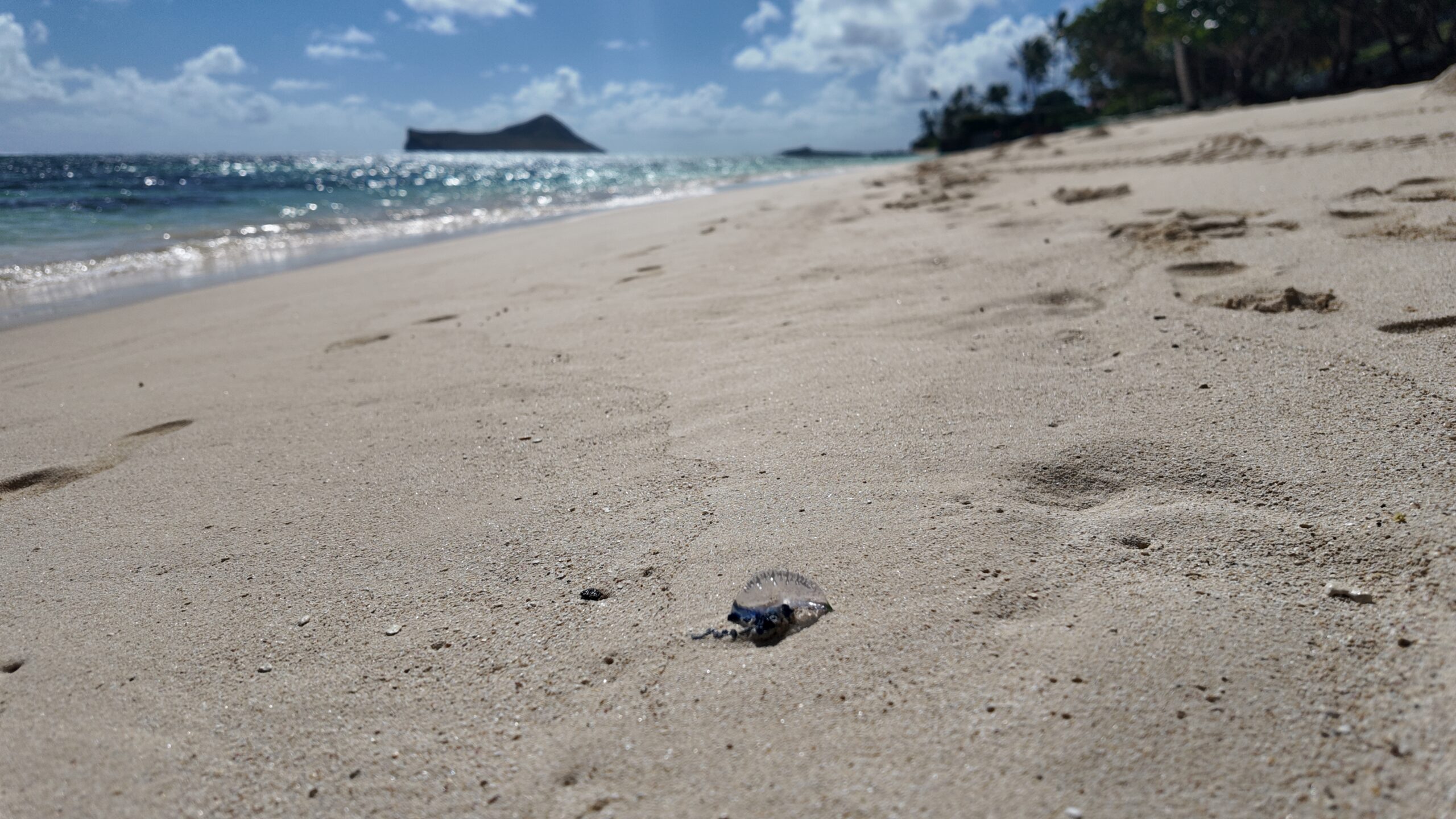 A Portugese Man-O-War on the beach