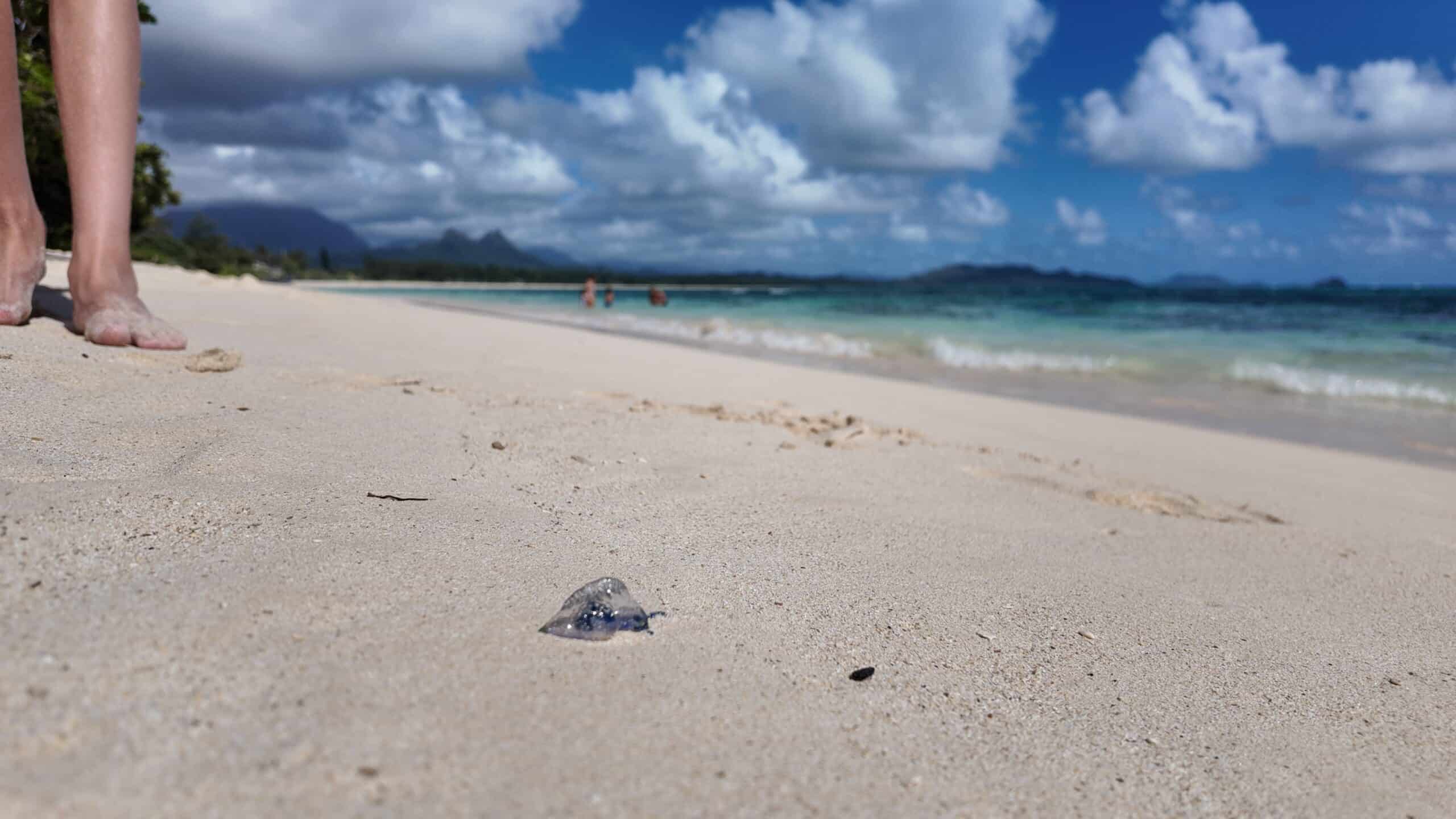 A Portugese Man-O-War on the beach