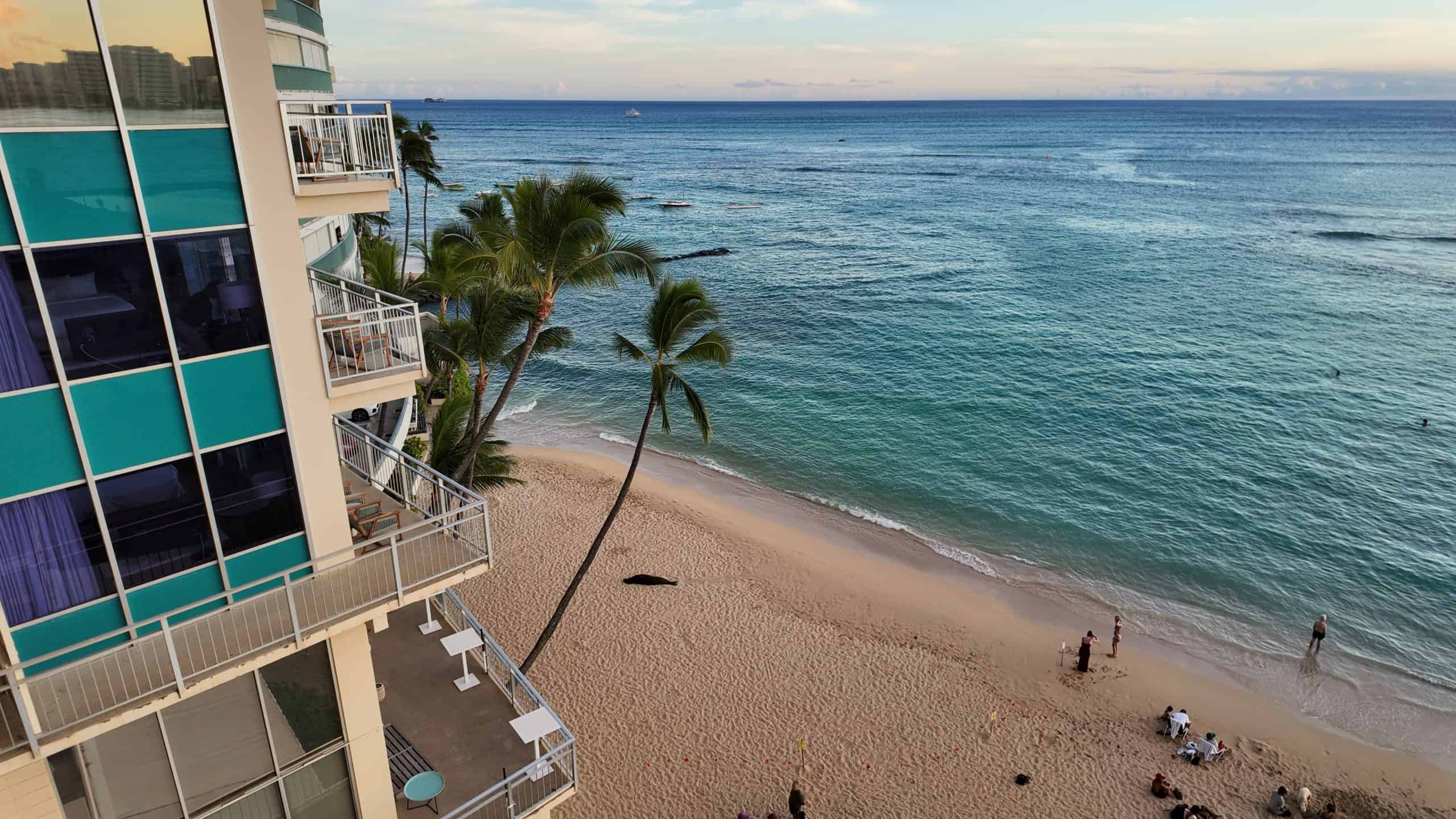 A resting seal on Kaimana Beach, Oahu.
