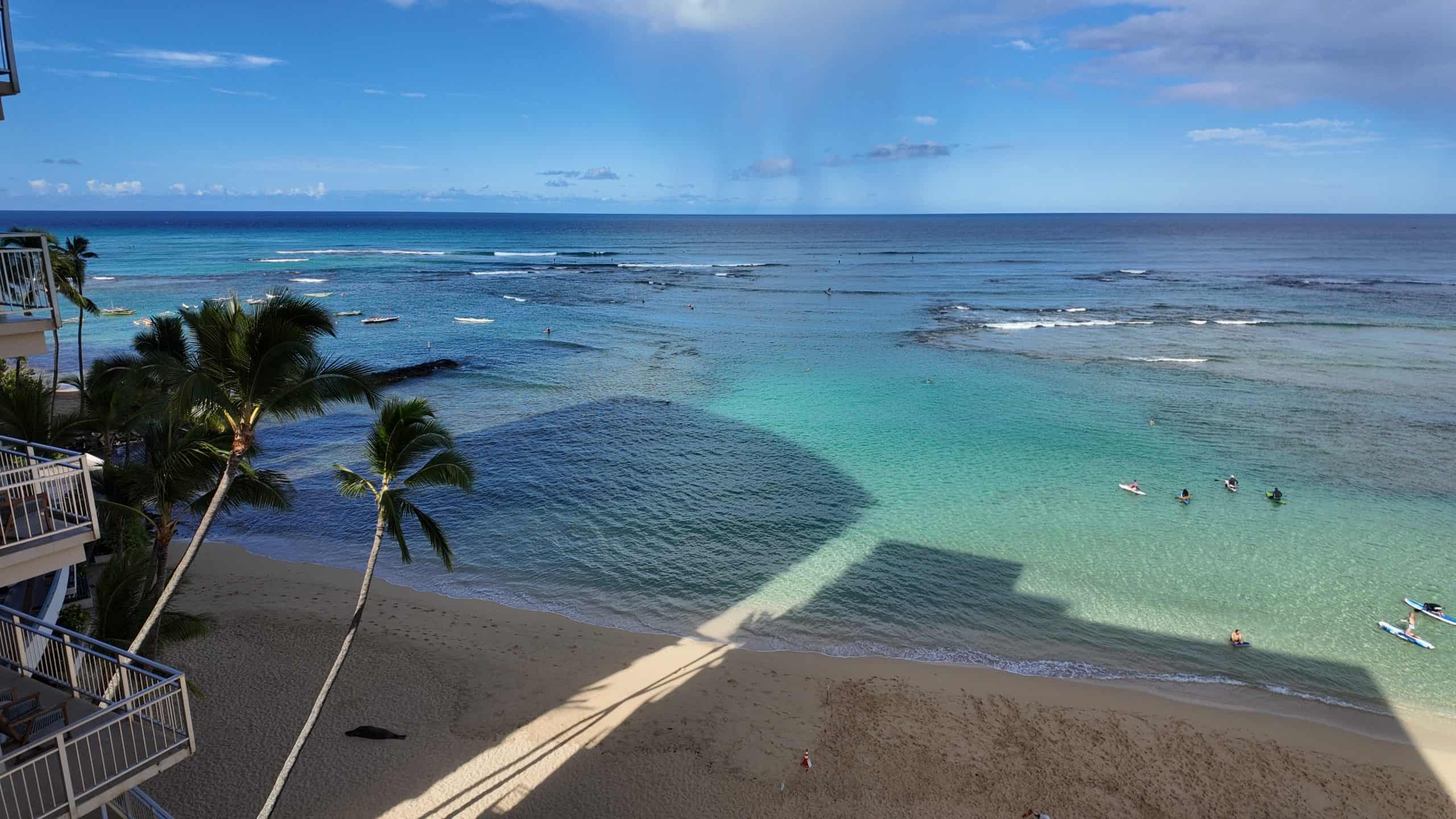 A beach with palm trees, a seal and a tropical ocean in the background.