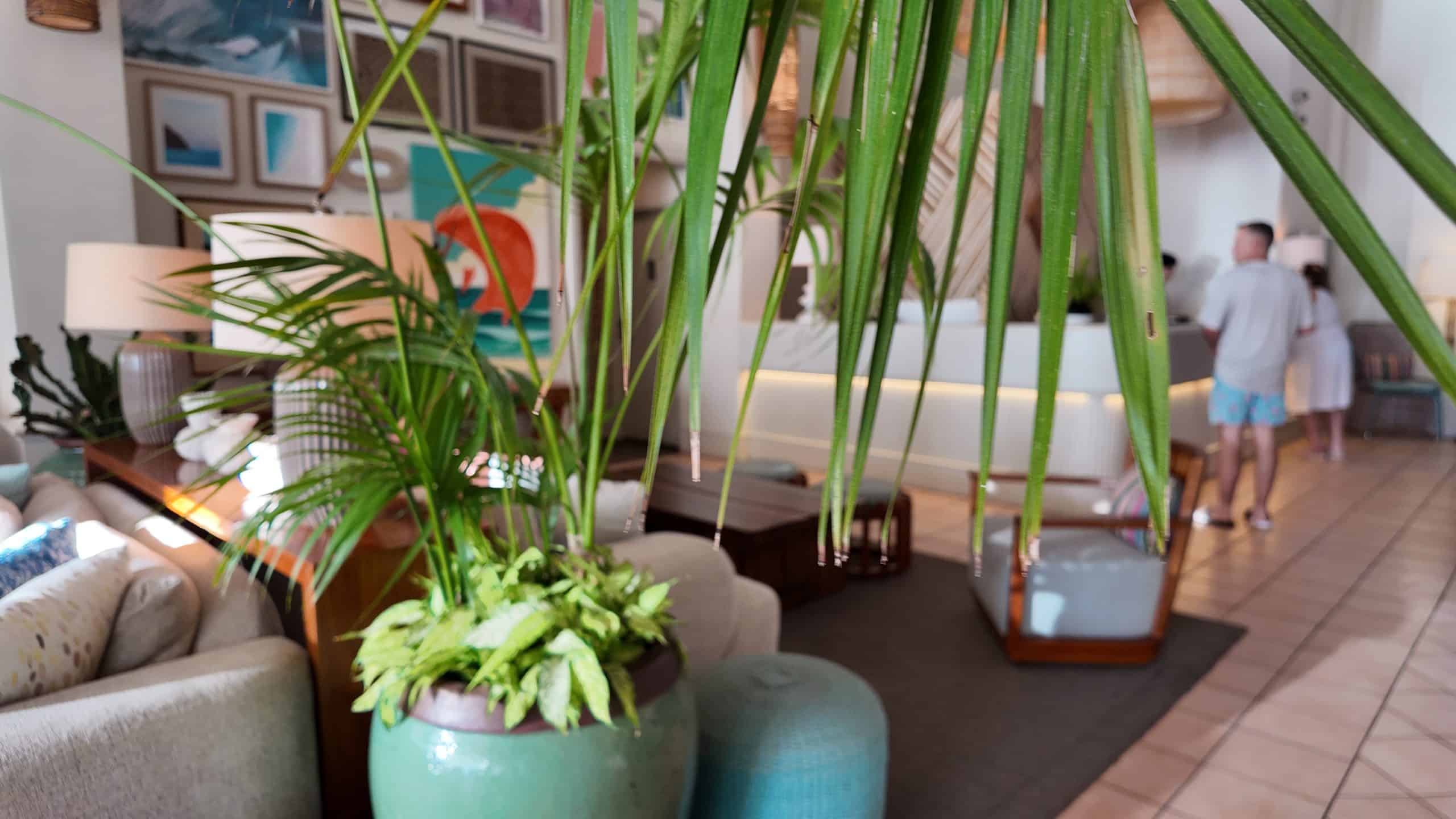 Lobby view at Kaimana Beach Hotel, with a potted palm in the foreground and guests checking in at the front desk.
