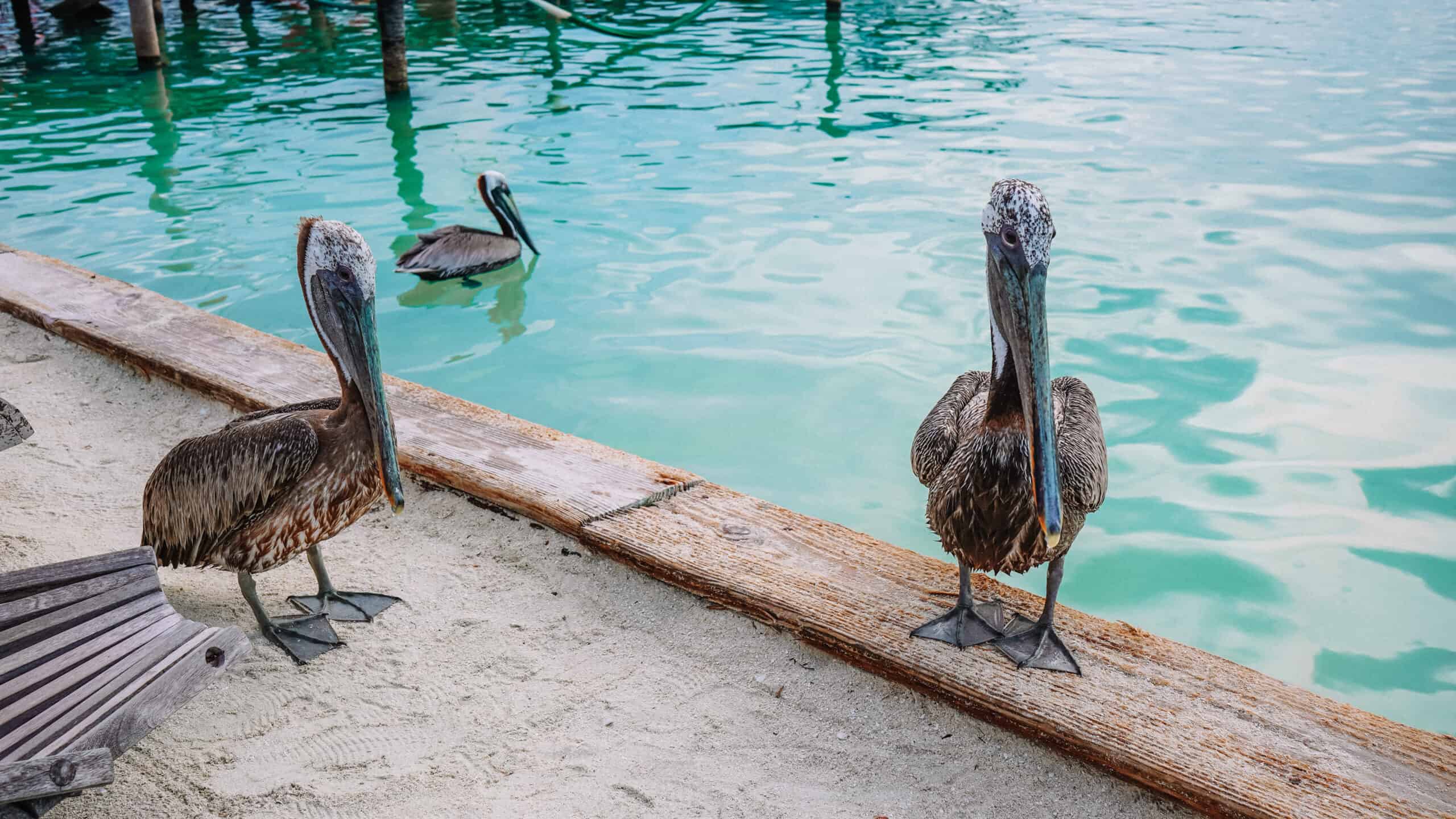 Two pelicans sitting near the edge of the water, and one swimming near the edge.