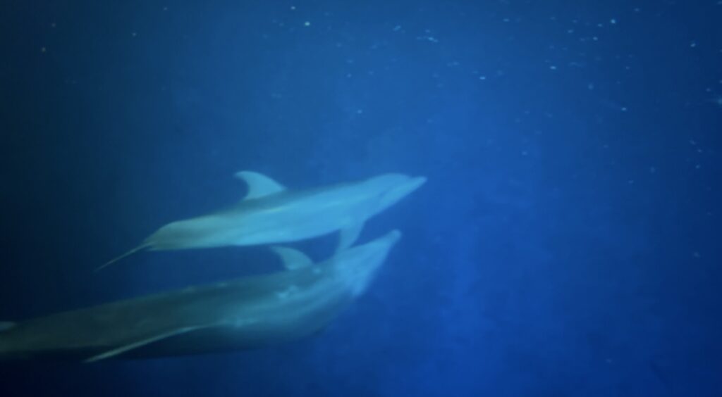 Two dolphins in the water together
