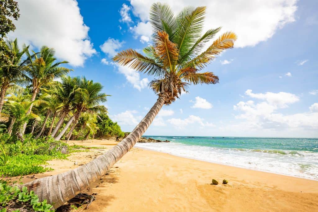 A tall palm tree bent over a yellow sand beach with turquoise waves splashing on the sand, and two coconut shells.