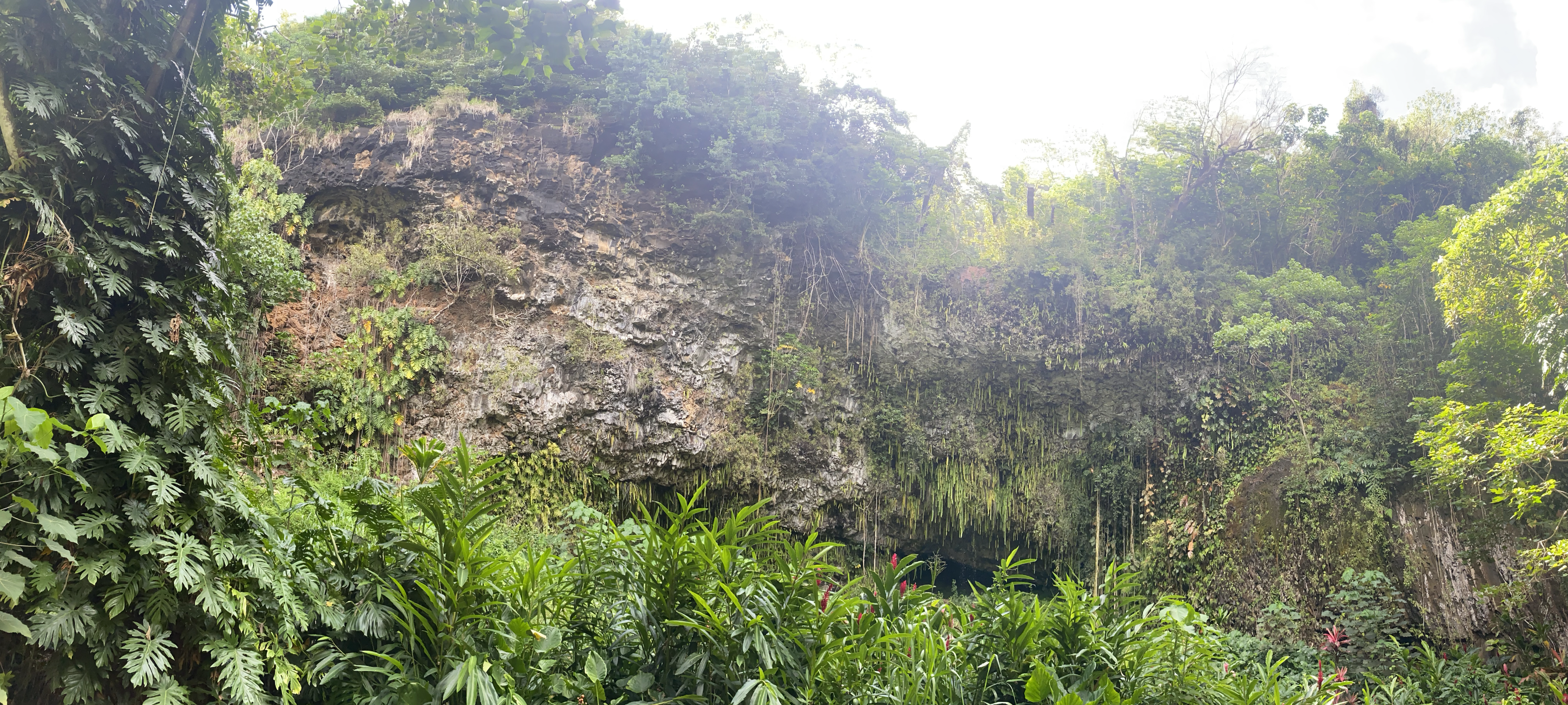 A grotto full of ferns and tropical plants